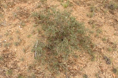 Indigofera obcordata