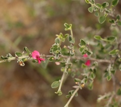 Indigofera obcordata