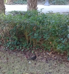 Turdus merula