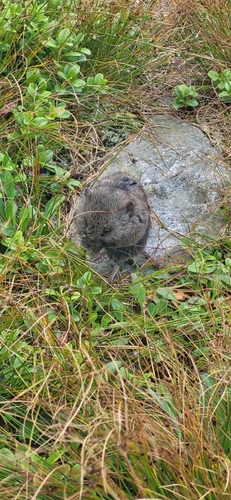 European Snow Vole, Unnamed Rd, Івано-Франківська область, Україна, photo 9 of 10