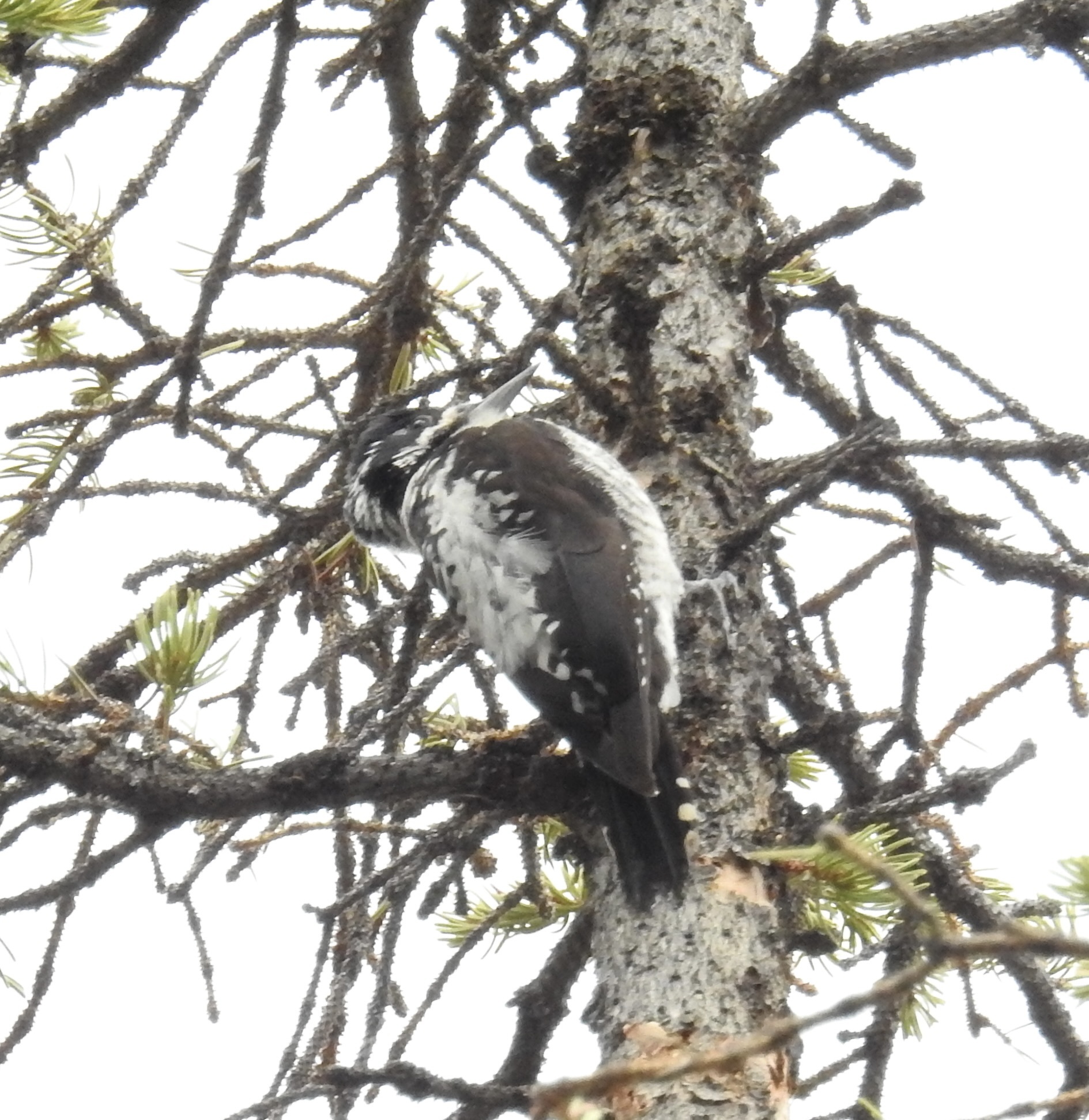 American Three-toed Woodpecker illustration