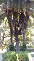 Arecaceae