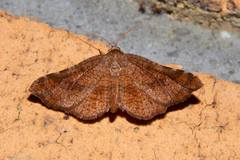 Morova subfasciata