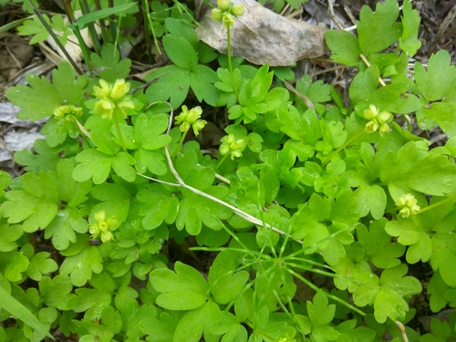 Moschatel (Adoxa moschatellina)