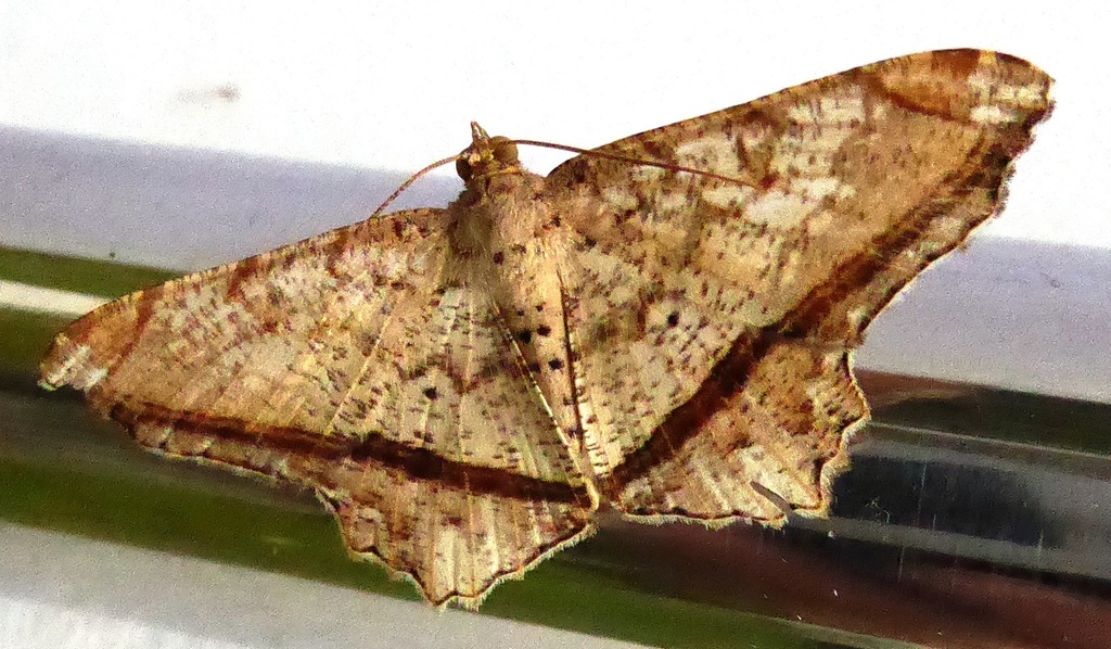 Chiasmia lacriphaga