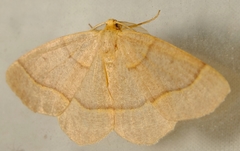 Lambdina pellucidaria