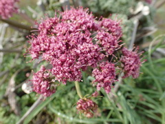 Lomatium columbianum