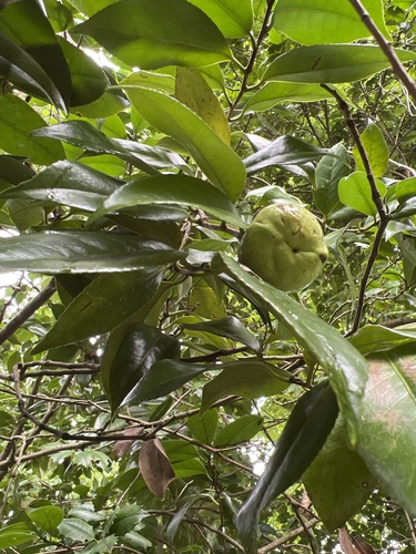 Camellia japonica