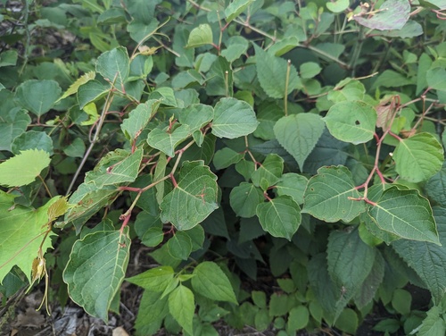 Reynoutria compacta, photograph 2