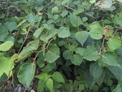 Reynoutria compacta, photograph Ryan Sorrells, CC BY, iNaturalist via GBIF