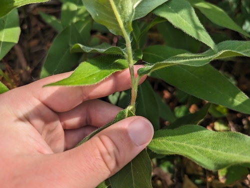 Persicaria amphibia iNat (3)