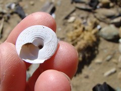 Coelotrochus tiaratus