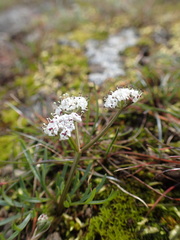 Lomatium piperi