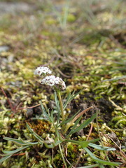 Lomatium piperi