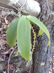 Peristeranthus hillii