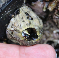 Austromegabalanus nigrescens