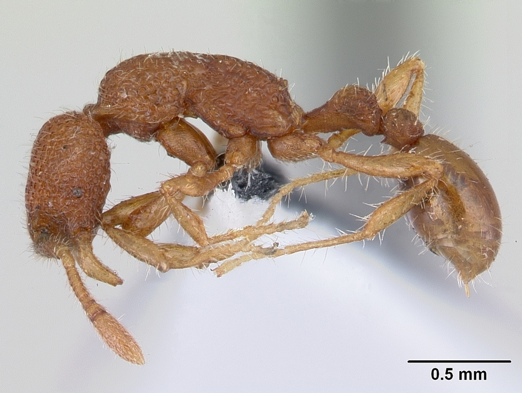 Tyrannomyrmex
