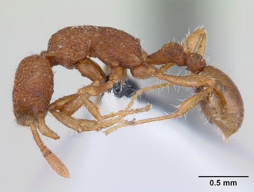 暴蚁属Tyrannomyrmex