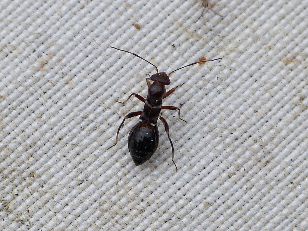 Mimocoris coarctatus