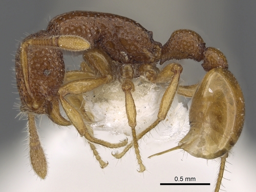 Tyrannomyrmex rexTyrannomyrmex rex