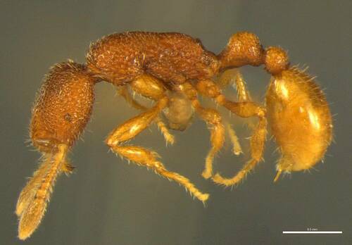 Tyrannomyrmex aliiTyrannomyrmex alii