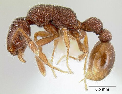 Tyrannomyrmex legatusTyrannomyrmex legatus