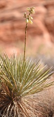Yucca utahensis