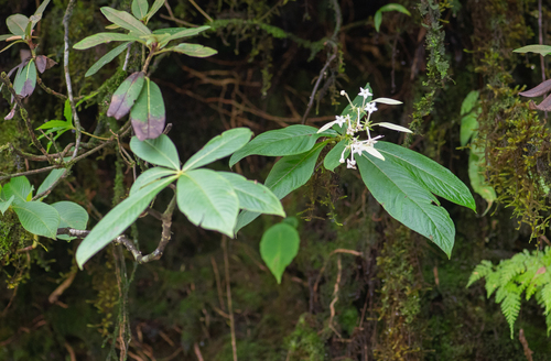 Neohymenopogon parasiticus, photograph 4