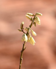 Yucca utahensis
