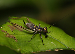 Phylloscyrtus amoenus