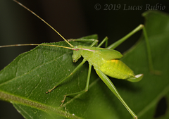 Hyperophora major