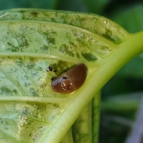 slizniakovité (Agriolimacidae)