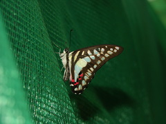 Graphium