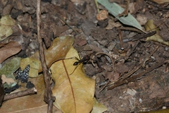 Eciton burchellii parvispinum