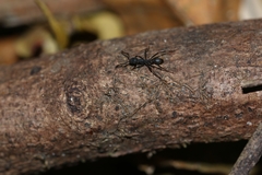 Eciton burchellii parvispinum