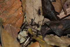 Eciton burchellii parvispinum