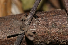 Eciton burchellii parvispinum