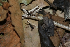 Eciton burchellii parvispinum