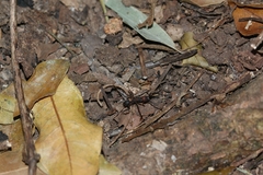 Eciton burchellii parvispinum
