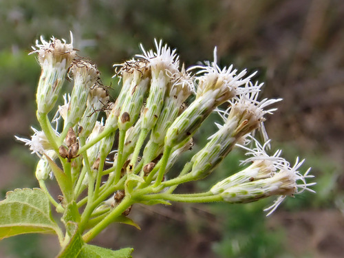 Chromolaena odorata