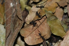 Eciton burchellii parvispinum