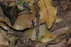Eciton burchellii parvispinum
