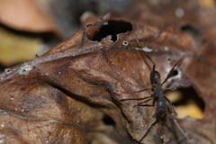 Eciton burchellii parvispinum