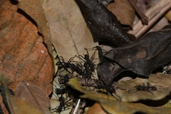Eciton burchellii parvispinum