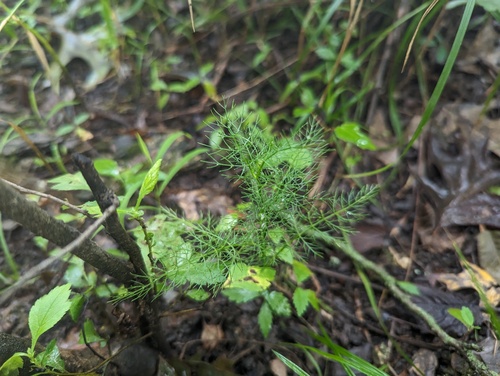 Ribbed Mock Bishopweed (Ptilimnium costatum)