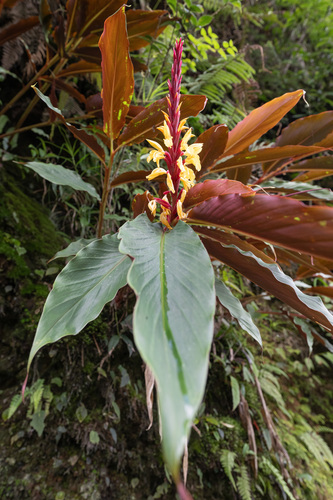 Cautleya spicata, photograph 2