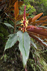 (c) Morten Ross, some rights reserved (CC BY) Cautleya spicata, photograph (c) Morten Ross, some rights reserved (CC BY)