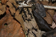 Eciton burchellii parvispinum