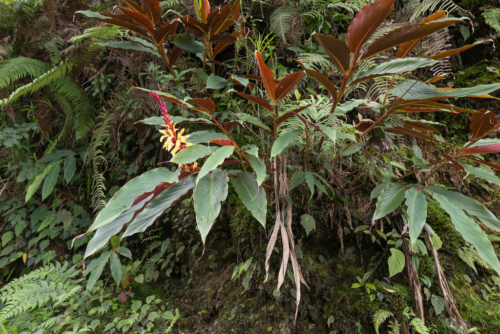 Cautleya spicata; photograph (c) Morten Ross, some rights reserved (CC BY)