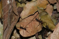 Eciton burchellii parvispinum